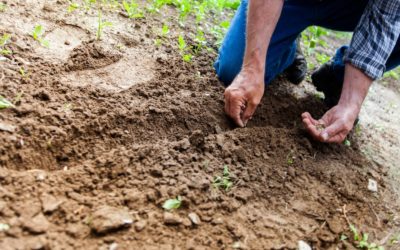 Praktikus kertrendezés gépi földmunka segítségével